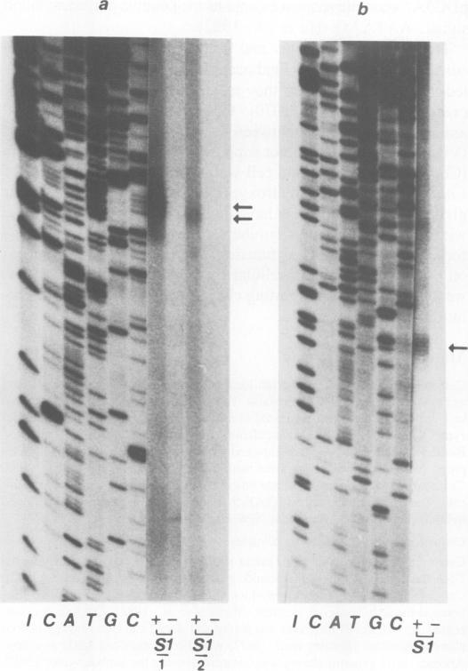 https://cdn.ncbi.nlm.nih.gov/pmc/blobs/0a8f/554479/63882e3ccab1/emboj00274-0010-a.jpg