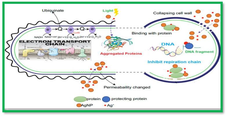 https://cdn.ncbi.nlm.nih.gov/pmc/blobs/0a98/10096253/7191fe81b43f/molecules-28-03241-g001.jpg