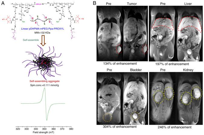 https://cdn.ncbi.nlm.nih.gov/pmc/blobs/0a98/12274189/c891a44b7276/ijo-67-02-05776-g02.jpg