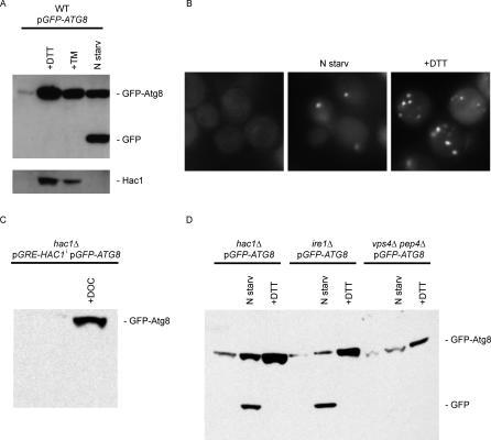 https://cdn.ncbi.nlm.nih.gov/pmc/blobs/0a9a/1750955/6dbaa78db0d2/pbio.0040423.g006.jpg
