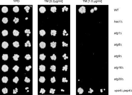 https://cdn.ncbi.nlm.nih.gov/pmc/blobs/0a9a/1750955/9b5e2e7435c7/pbio.0040423.g008.jpg