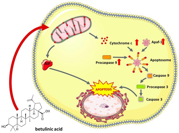 https://cdn.ncbi.nlm.nih.gov/pmc/blobs/0a9d/6627480/4474e8fd006f/nutrients-11-01426-g002.jpg