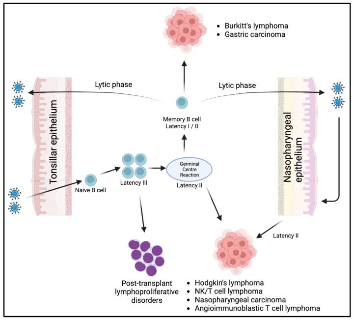 https://cdn.ncbi.nlm.nih.gov/pmc/blobs/0a9f/10705784/f7f4ef6c26b8/cancers-15-05563-g001.jpg