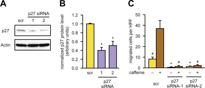 https://cdn.ncbi.nlm.nih.gov/pmc/blobs/0aa1/6013014/ab128de0543c/pbio.2004408.g001.jpg