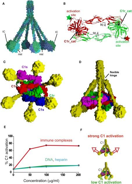 https://cdn.ncbi.nlm.nih.gov/pmc/blobs/0aab/3342031/60c121b29bb5/fimmu-02-00092-g005.jpg