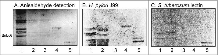 https://cdn.ncbi.nlm.nih.gov/pmc/blobs/0aac/5955481/78e3ea03db01/kvir-09-01-1440171-g006.jpg