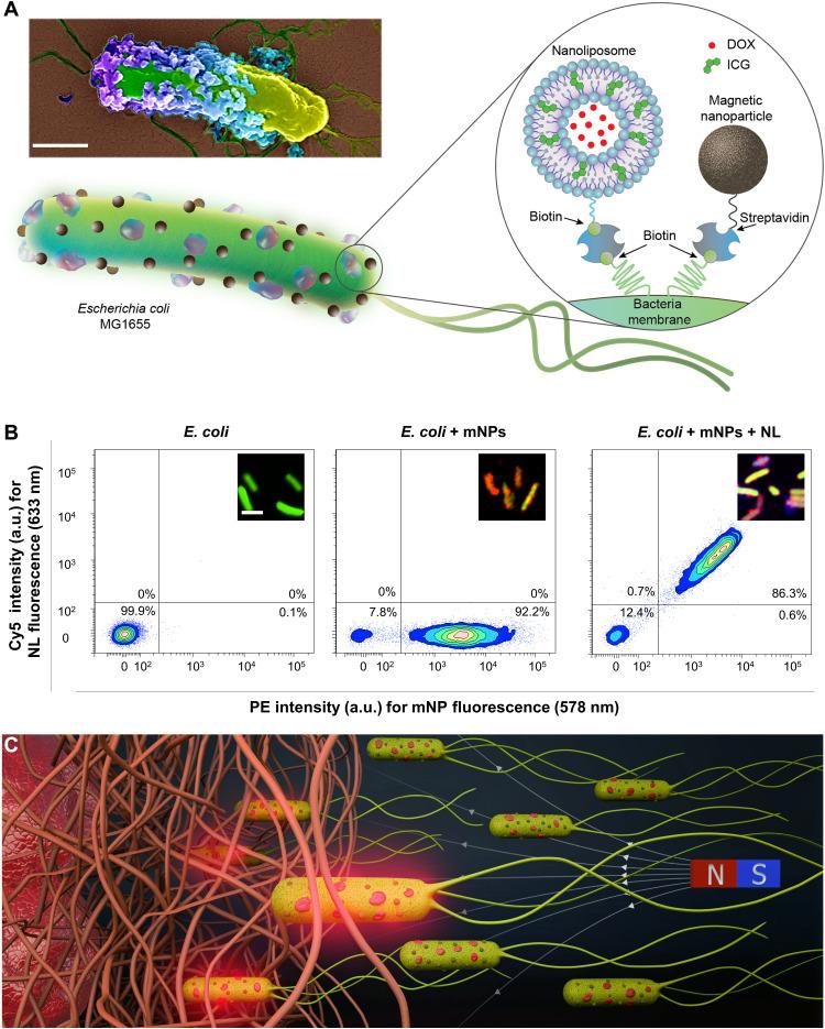https://cdn.ncbi.nlm.nih.gov/pmc/blobs/0aac/9286503/bbd127c1d656/sciadv.abo6163-f1.jpg