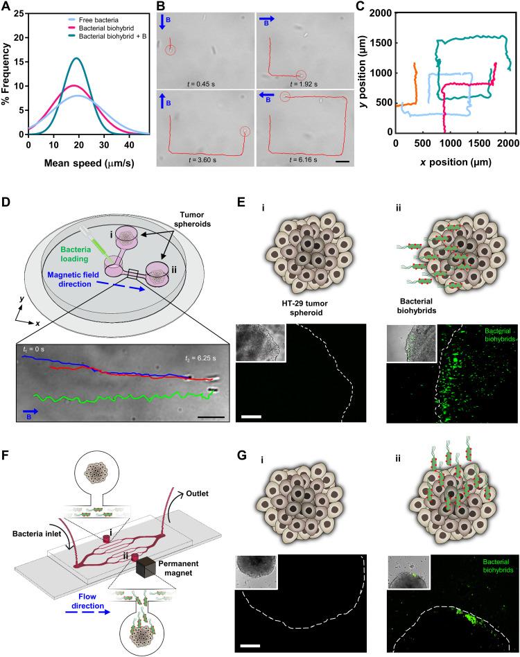 https://cdn.ncbi.nlm.nih.gov/pmc/blobs/0aac/9286503/d07fa8c8a418/sciadv.abo6163-f3.jpg