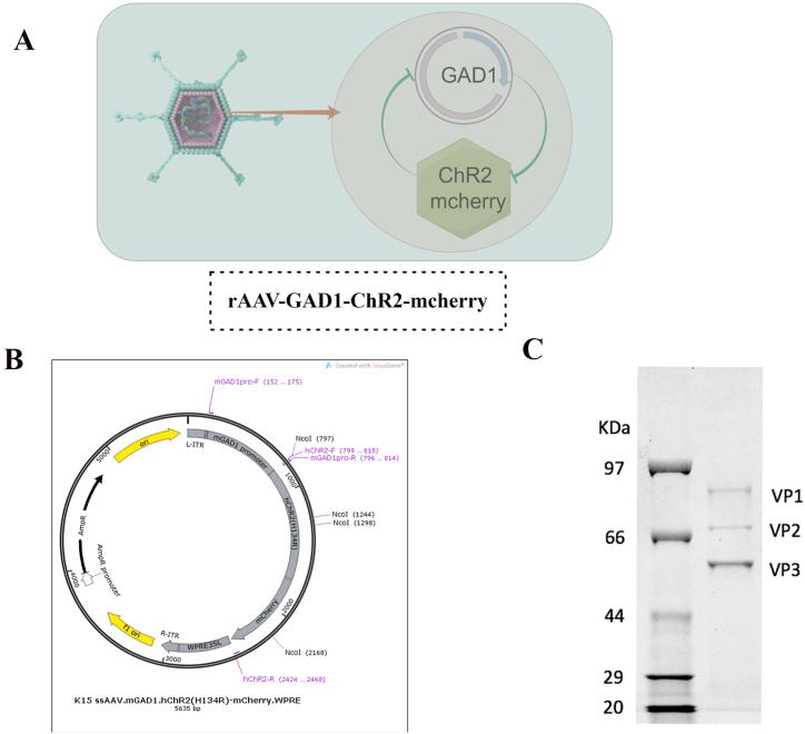 https://cdn.ncbi.nlm.nih.gov/pmc/blobs/0ab0/11566834/4f6e20f293c1/gr1.jpg