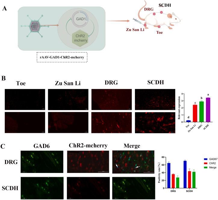 https://cdn.ncbi.nlm.nih.gov/pmc/blobs/0ab0/11566834/d378644249cd/gr3.jpg