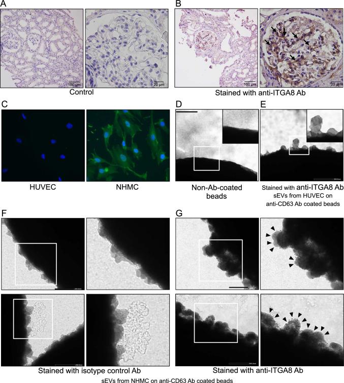 https://cdn.ncbi.nlm.nih.gov/pmc/blobs/0ab1/11190017/5c1385bafe21/10157_2024_2464_Fig2_HTML.jpg