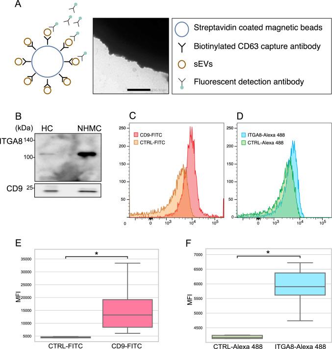 https://cdn.ncbi.nlm.nih.gov/pmc/blobs/0ab1/11190017/62f42834377b/10157_2024_2464_Fig3_HTML.jpg