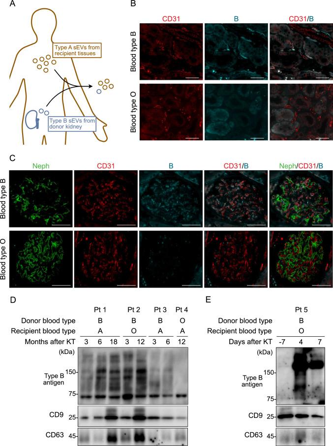 https://cdn.ncbi.nlm.nih.gov/pmc/blobs/0ab1/11190017/a5a84b65b0ab/10157_2024_2464_Fig4_HTML.jpg
