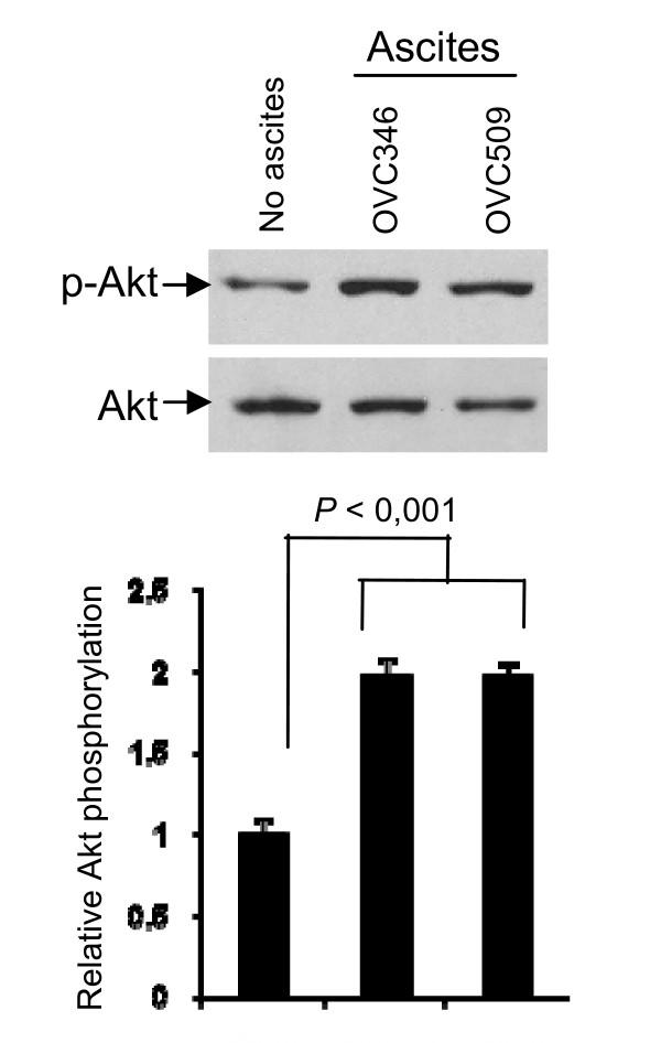 https://cdn.ncbi.nlm.nih.gov/pmc/blobs/0ab1/2821314/f55979f99d70/1757-2215-3-1-5.jpg