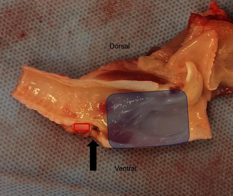 https://cdn.ncbi.nlm.nih.gov/pmc/blobs/0ab2/6711556/071ff3c9e8cf/VMRR-10-111-g0002.jpg