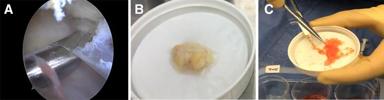 https://cdn.ncbi.nlm.nih.gov/pmc/blobs/0abb/7754610/97d4d238cf61/gr3.jpg