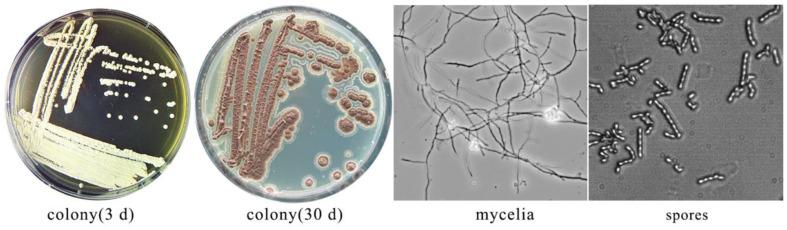 https://cdn.ncbi.nlm.nih.gov/pmc/blobs/0abf/11729360/377721d0d559/jmb-34-12-2516-f1.jpg
