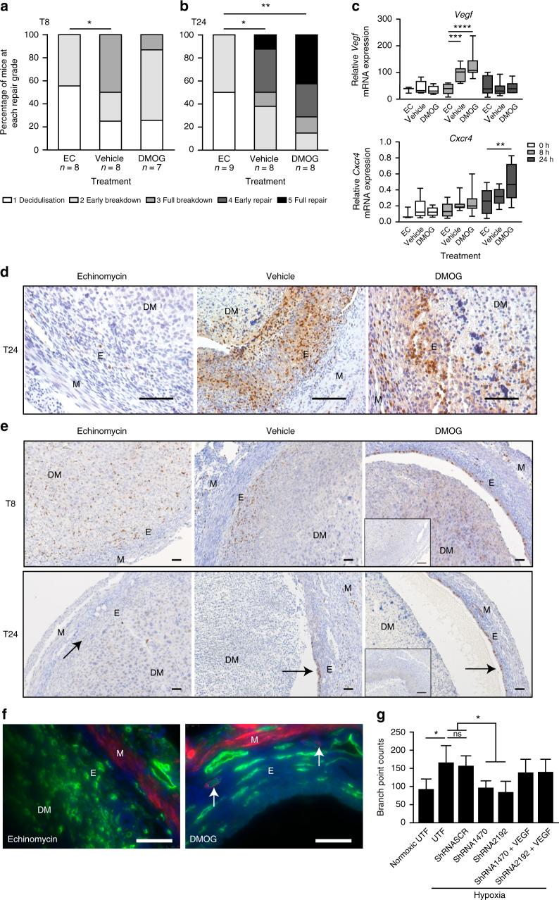 https://cdn.ncbi.nlm.nih.gov/pmc/blobs/0abf/5780386/5c2fad7bd5bb/41467_2017_2375_Fig5_HTML.jpg