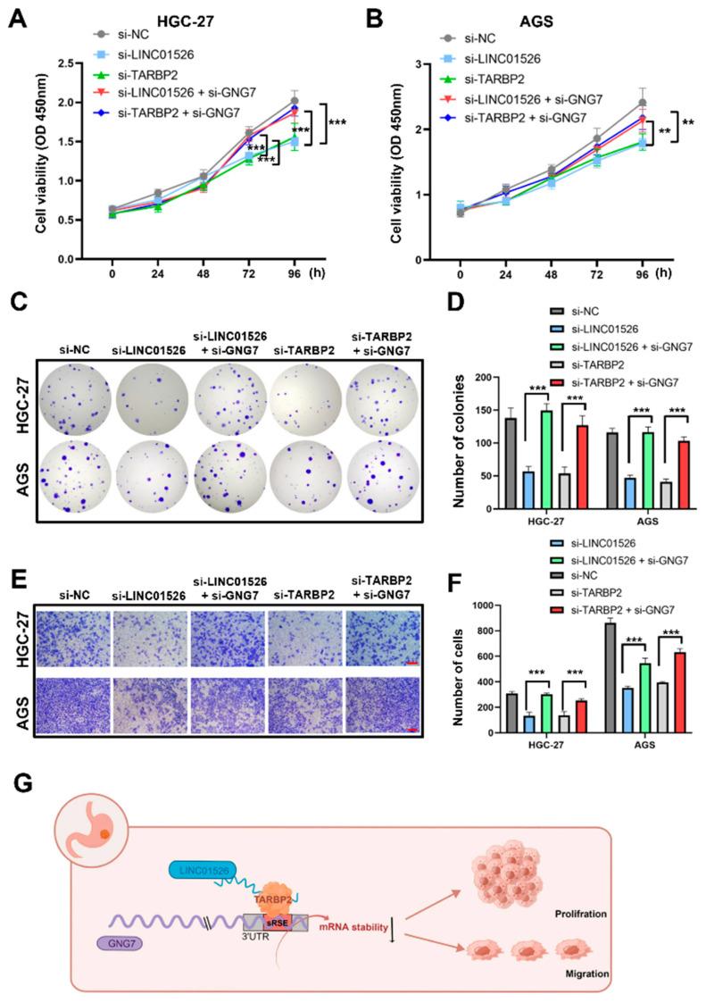 https://cdn.ncbi.nlm.nih.gov/pmc/blobs/0abf/9562272/cb99379815f0/cancers-14-04940-g007.jpg