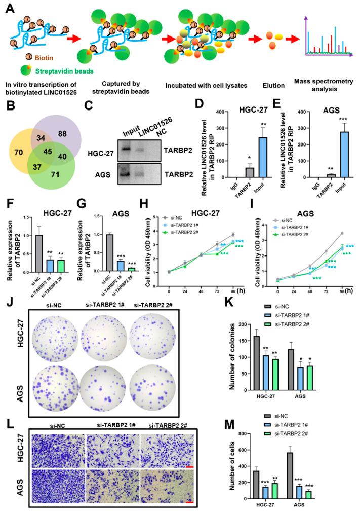 https://cdn.ncbi.nlm.nih.gov/pmc/blobs/0abf/9562272/f795b33241cf/cancers-14-04940-g004.jpg
