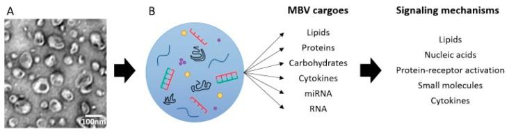 https://cdn.ncbi.nlm.nih.gov/pmc/blobs/0ac2/9496019/b7641afcb87d/biomedicines-10-02213-g003.jpg