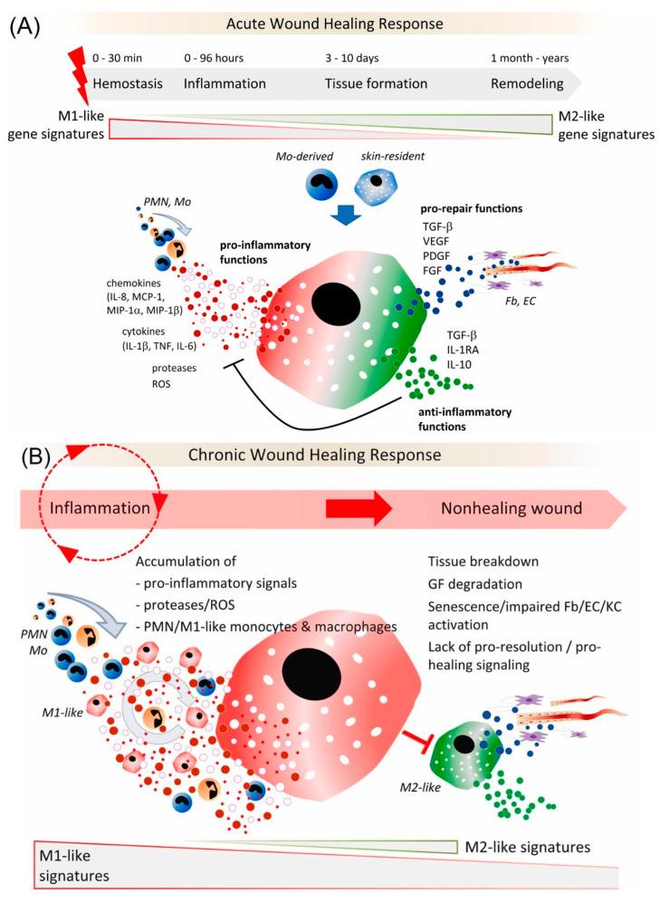 https://cdn.ncbi.nlm.nih.gov/pmc/blobs/0ac2/9496019/bfbf9abcf82f/biomedicines-10-02213-g002.jpg