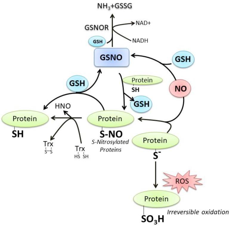https://cdn.ncbi.nlm.nih.gov/pmc/blobs/0ac6/6836164/6b5481e1d30b/nutrients-11-02318-g002.jpg