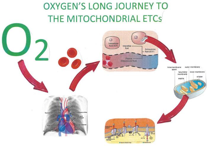 https://cdn.ncbi.nlm.nih.gov/pmc/blobs/0ac7/11493705/39fcdc5f86a6/fmed-11-1408816-g0004.jpg