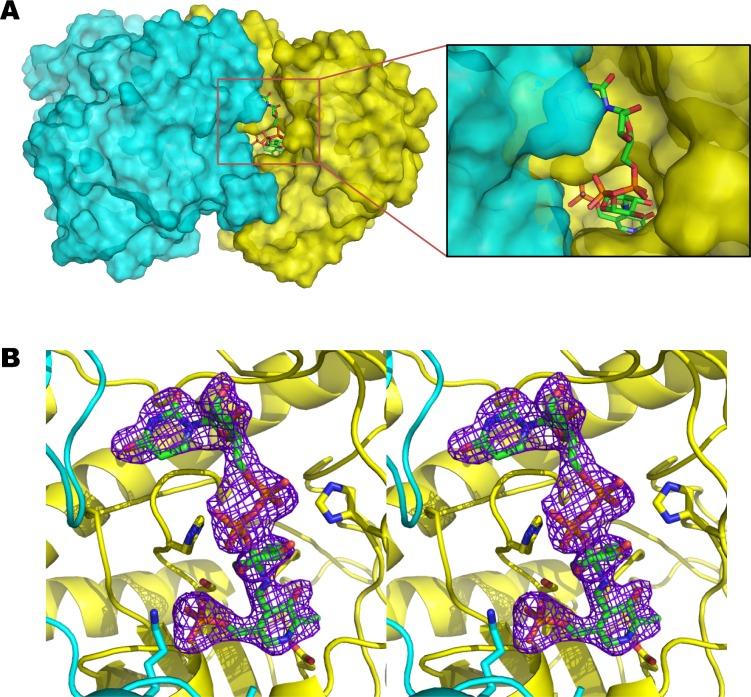 https://cdn.ncbi.nlm.nih.gov/pmc/blobs/0acb/3985747/164f56f4fa13/bi-2013-015677_0003.jpg