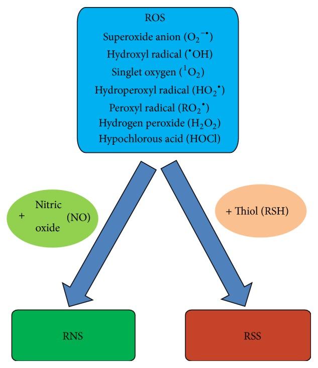https://cdn.ncbi.nlm.nih.gov/pmc/blobs/0acd/4670692/e404929059ef/OMCL2016-6719534.001.jpg
