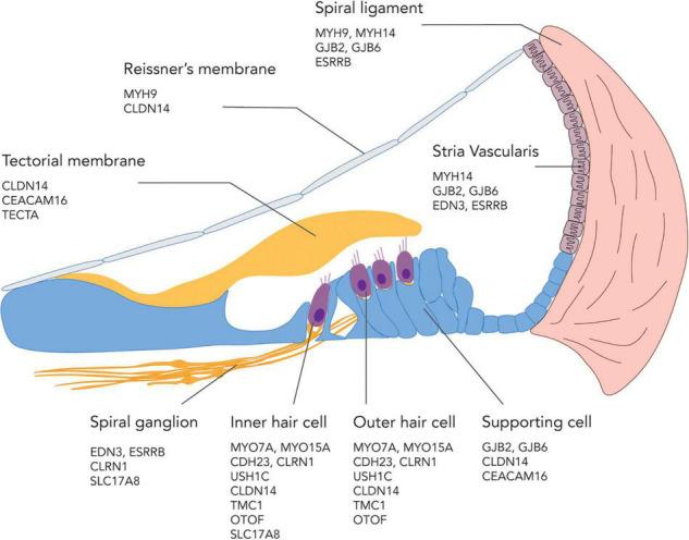 https://cdn.ncbi.nlm.nih.gov/pmc/blobs/0ad1/9170894/4c148811da8d/fnins-16-867453-g002.jpg