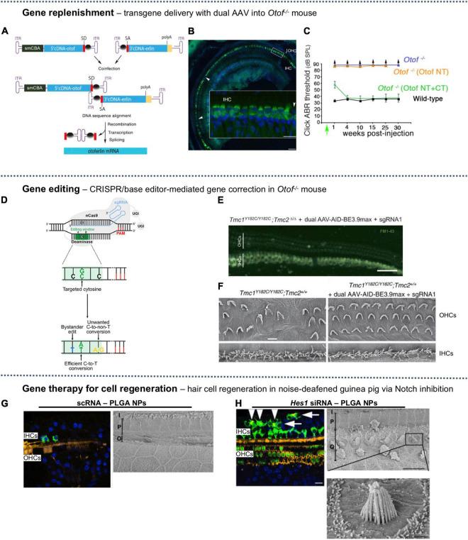 https://cdn.ncbi.nlm.nih.gov/pmc/blobs/0ad1/9170894/ccdcba7beb2f/fnins-16-867453-g004.jpg