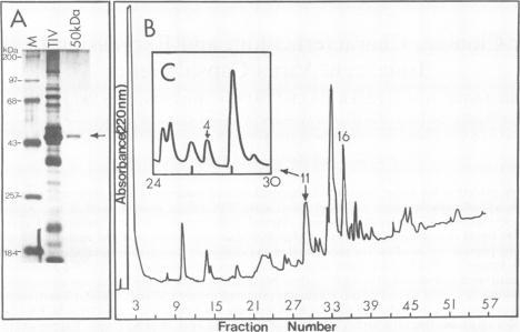https://cdn.ncbi.nlm.nih.gov/pmc/blobs/0ad5/249063/263bfef765f1/jvirol00056-0142-a.jpg