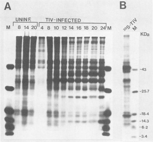 https://cdn.ncbi.nlm.nih.gov/pmc/blobs/0ad5/249063/31461d6fbe5c/jvirol00056-0148-b.jpg