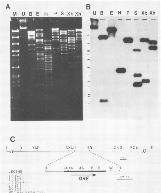 https://cdn.ncbi.nlm.nih.gov/pmc/blobs/0ad5/249063/315886b9a489/jvirol00056-0146-a.jpg
