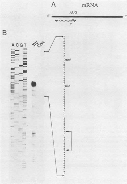 https://cdn.ncbi.nlm.nih.gov/pmc/blobs/0ad5/249063/d811d6429264/jvirol00056-0147-a.jpg