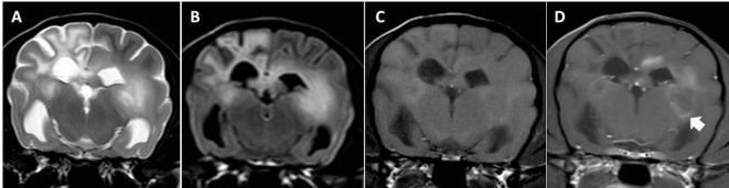https://cdn.ncbi.nlm.nih.gov/pmc/blobs/0ad7/5723069/55d493e47de6/fvets-04-00203-g001.jpg