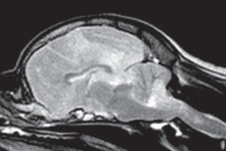 https://cdn.ncbi.nlm.nih.gov/pmc/blobs/0ad7/5723069/55e774dba9a3/fvets-04-00203-g005.jpg