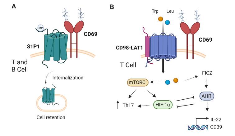 https://cdn.ncbi.nlm.nih.gov/pmc/blobs/0ad8/10201016/f21bcec7b785/EXCLI-22-334-g-002.jpg