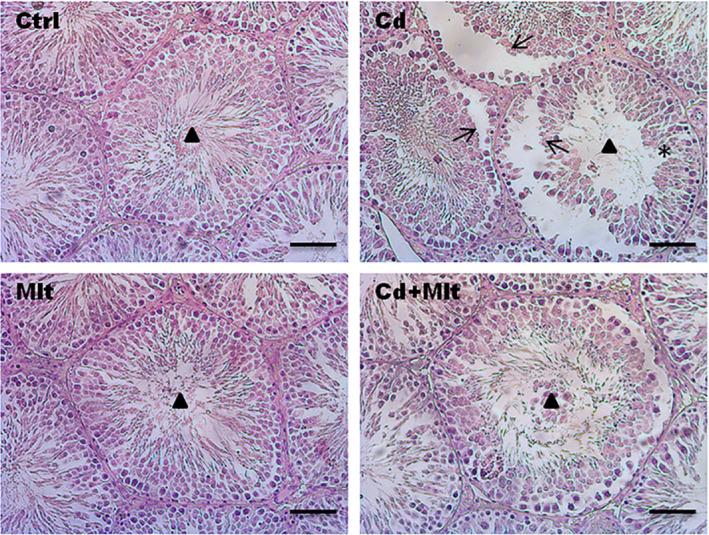 https://cdn.ncbi.nlm.nih.gov/pmc/blobs/0ad8/10545975/68313c5007cd/RMB2-22-e12542-g002.jpg
