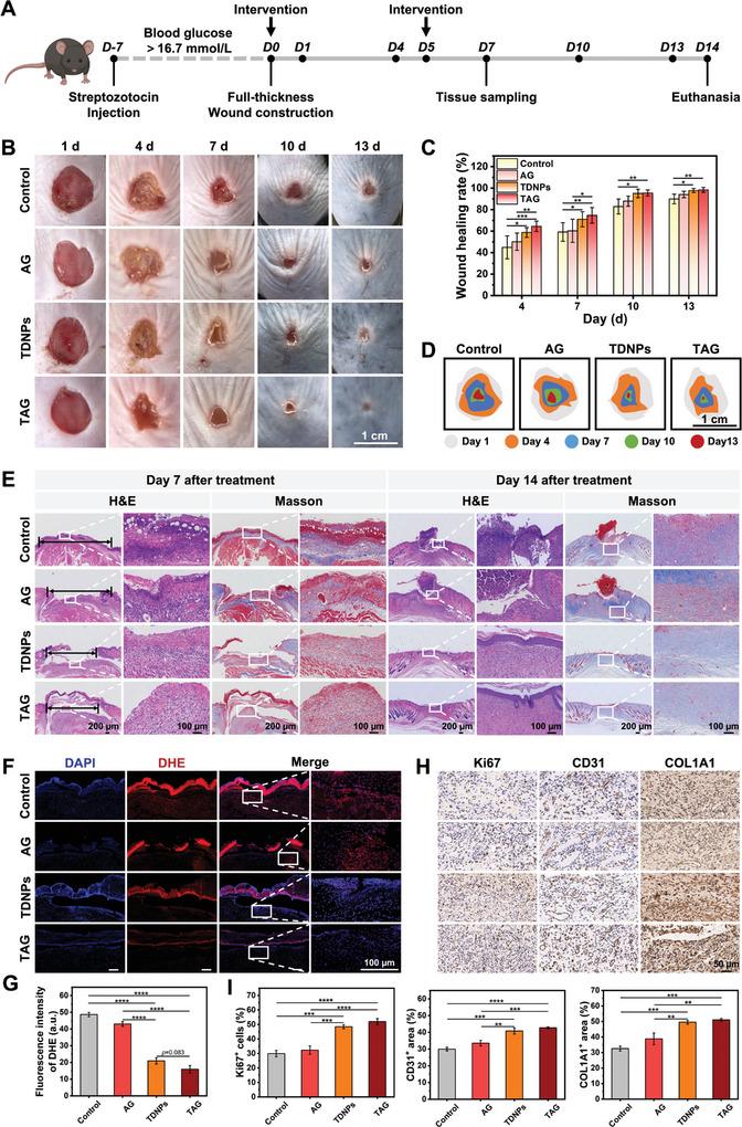 https://cdn.ncbi.nlm.nih.gov/pmc/blobs/0ad8/11095230/563e8c42b295/ADVS-11-2307630-g002.jpg