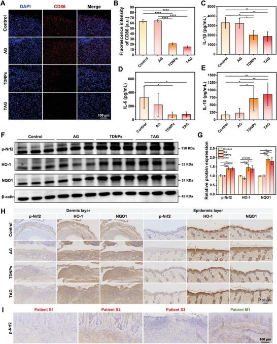 https://cdn.ncbi.nlm.nih.gov/pmc/blobs/0ad8/11095230/6358cbfb843e/ADVS-11-2307630-g008.jpg