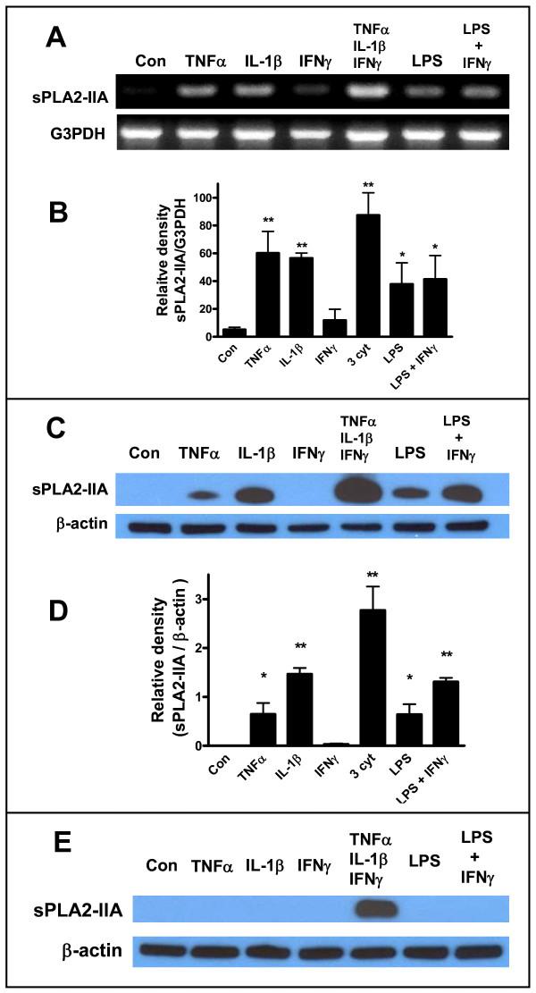 https://cdn.ncbi.nlm.nih.gov/pmc/blobs/0ad9/3206447/ea0fefb9de49/1742-2094-8-121-6.jpg