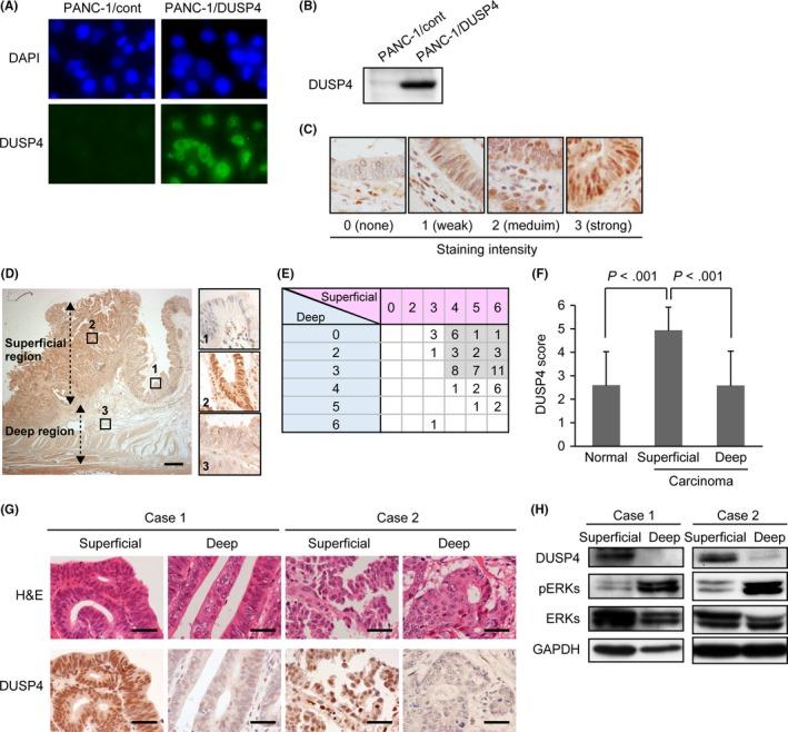https://cdn.ncbi.nlm.nih.gov/pmc/blobs/0ade/5765293/67da27bb9b30/CAS-109-250-g003.jpg