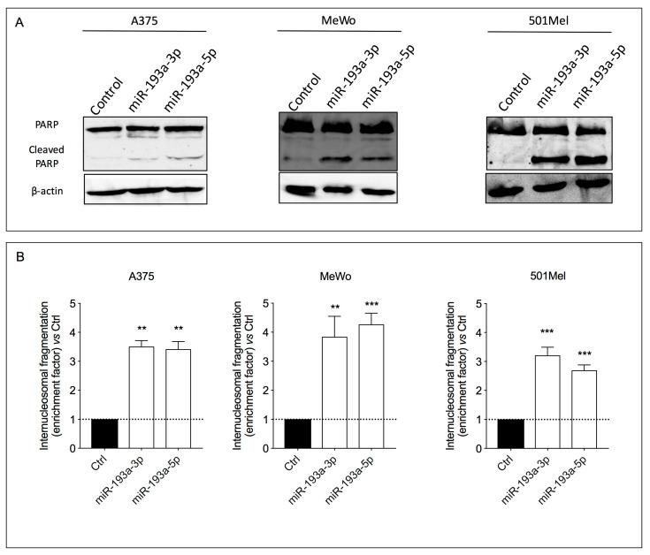 https://cdn.ncbi.nlm.nih.gov/pmc/blobs/0adf/7503447/433f3be40661/ijms-21-06183-g005.jpg