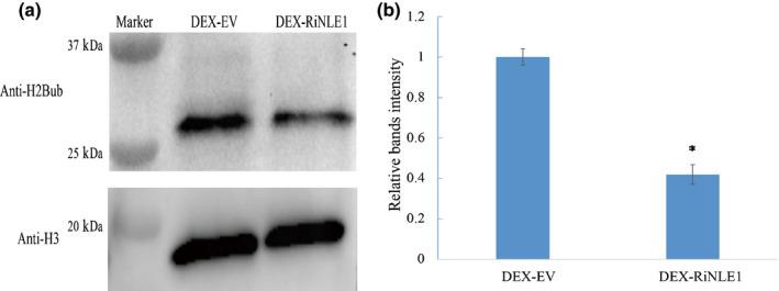 https://cdn.ncbi.nlm.nih.gov/pmc/blobs/0ae0/8048545/d5d3af608938/NPH-230-1142-g004.jpg