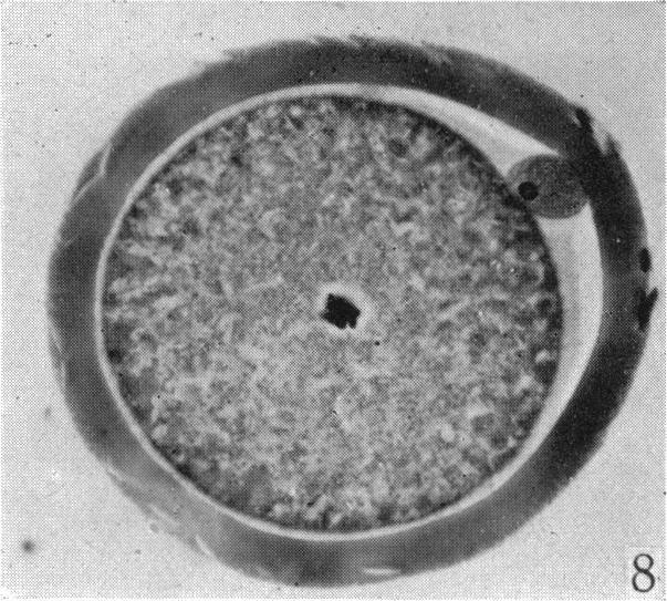 https://cdn.ncbi.nlm.nih.gov/pmc/blobs/0ae3/1272668/40cb58419096/janat00497-0043-b.jpg
