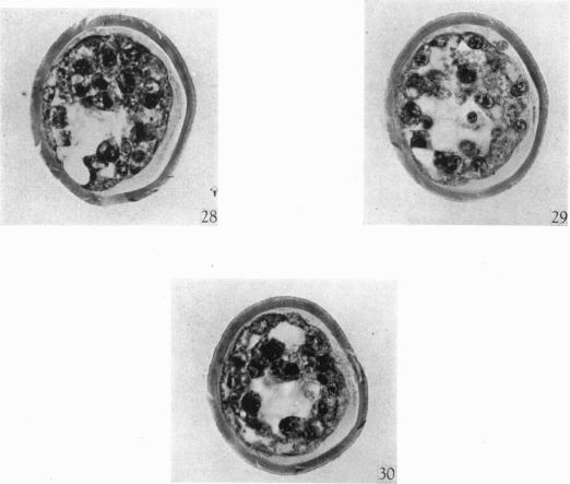 https://cdn.ncbi.nlm.nih.gov/pmc/blobs/0ae3/1272668/a2561cd0c7c5/janat00497-0046-c.jpg
