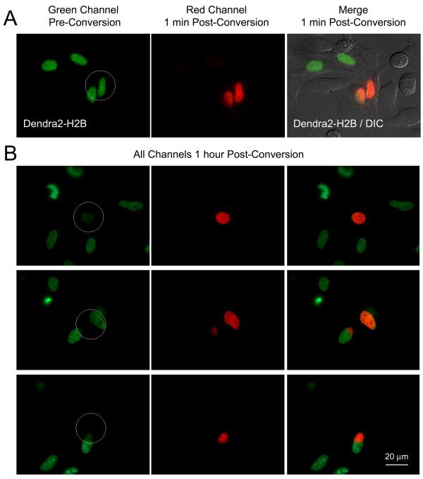 https://cdn.ncbi.nlm.nih.gov/pmc/blobs/0ae3/2838829/1ed1ff3104ba/1471-2121-11-15-2.jpg