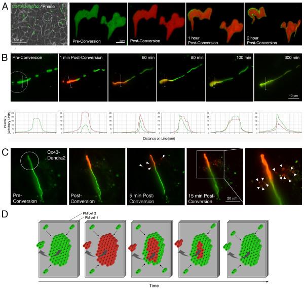 https://cdn.ncbi.nlm.nih.gov/pmc/blobs/0ae3/2838829/94ed0b01b071/1471-2121-11-15-1.jpg